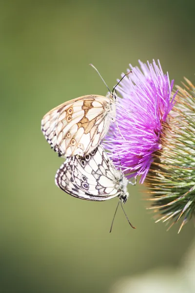 Butterfly — Stock Photo, Image