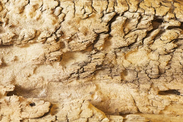 Wooden texture — Stock Photo, Image