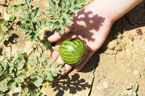 Small watermelon — Stock Fotó