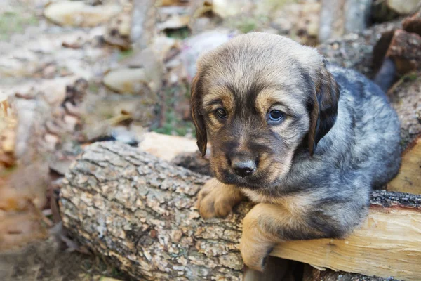 Puppy in the yard — Stock Photo, Image
