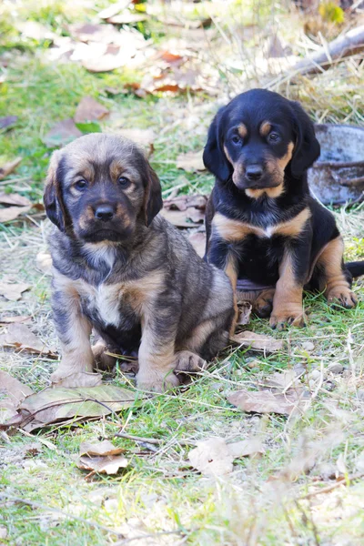 Bahçede köpek yavrusu — Stok fotoğraf