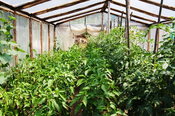 Greenhouse — Stock Photo, Image