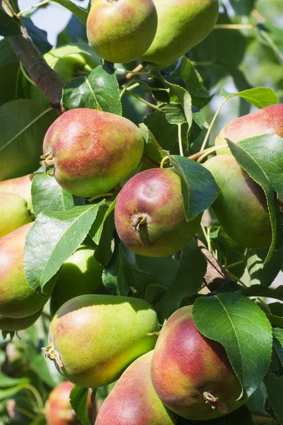 Pere biologiche — Foto Stock