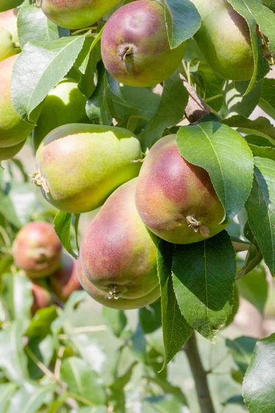 Pere biologiche — Foto Stock