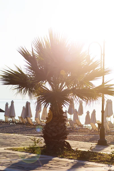 Palm Tree — Stock Photo, Image