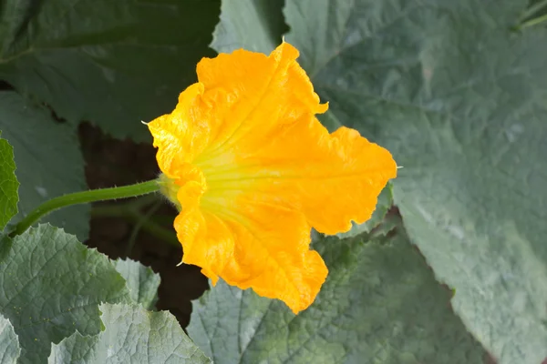 Pumpkin Flower — Stock Photo, Image