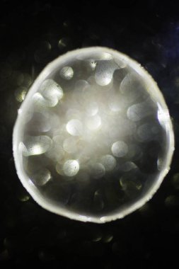 Parlak bulanık halkalar üzerinde sıvı bulunan soyut arkaplan, kapat.