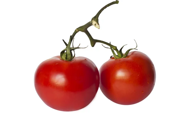 Geïsoleerde tomaten — Stockfoto