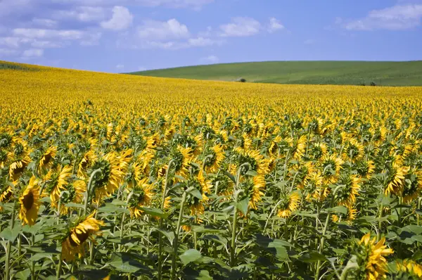 Solsikkeåker – stockfoto