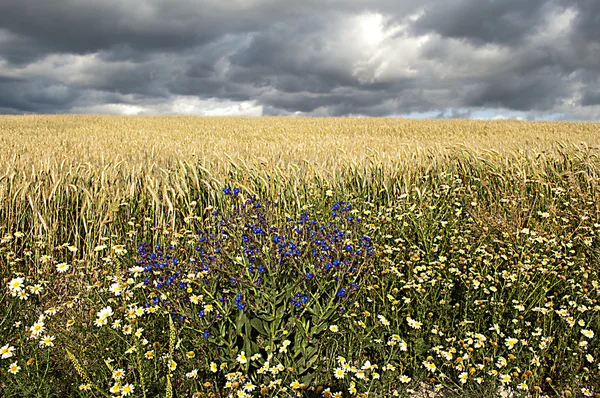 Landskap på land – stockfoto