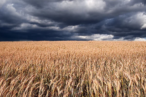 Campo de trigo — Fotografia de Stock