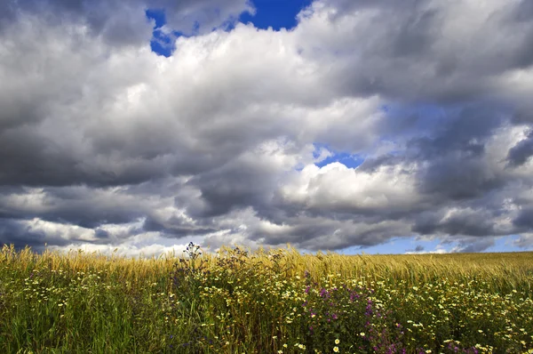 Campo de trigo — Foto de Stock