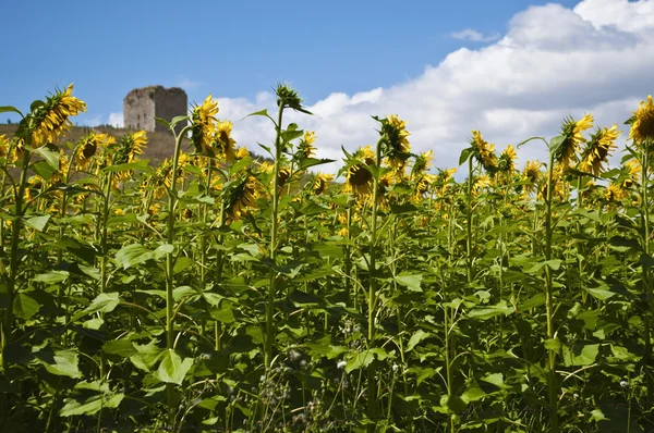 Campo de girasol — Foto de Stock