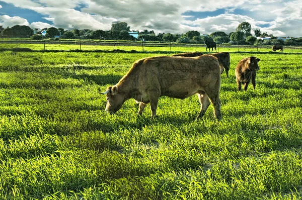 Vaca en el prado — Foto de Stock