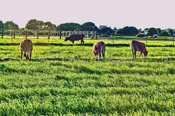 牧草地に牛がいて — ストック写真