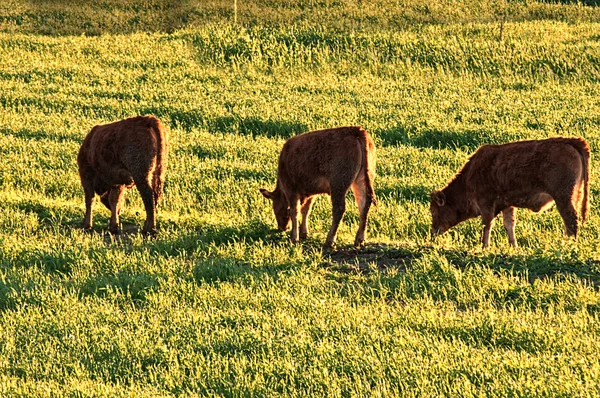 Pecuária pastando no prado — Fotografia de Stock