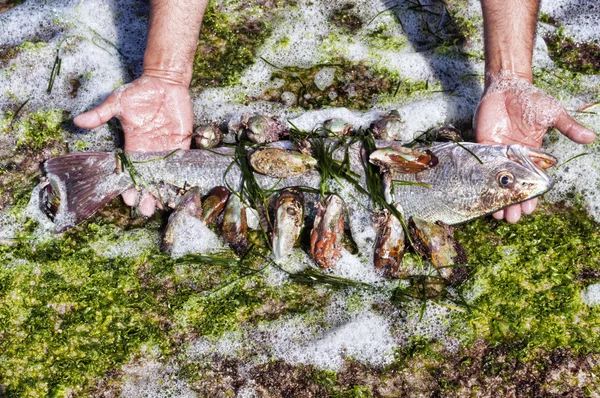 Croaker and seefood — Stock Photo, Image