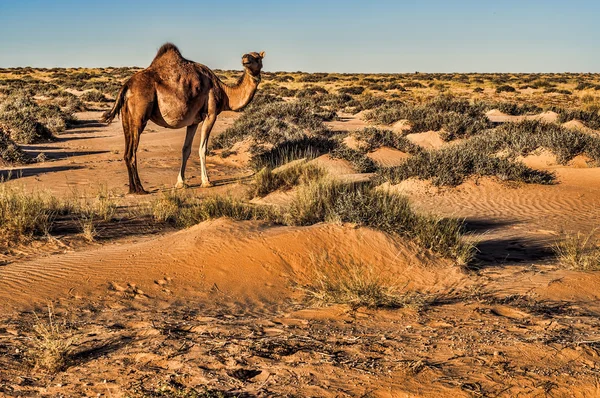 Kameel in de westelijke sahara — Stockfoto