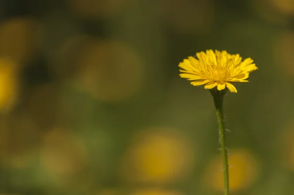 Izolované květ — Stock fotografie