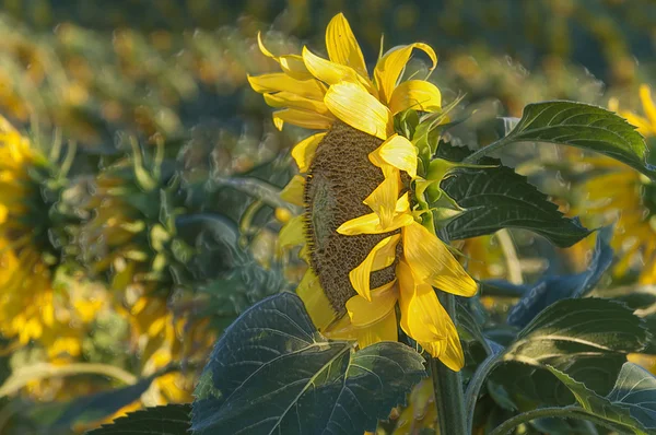 Champ de tournesols — Photo