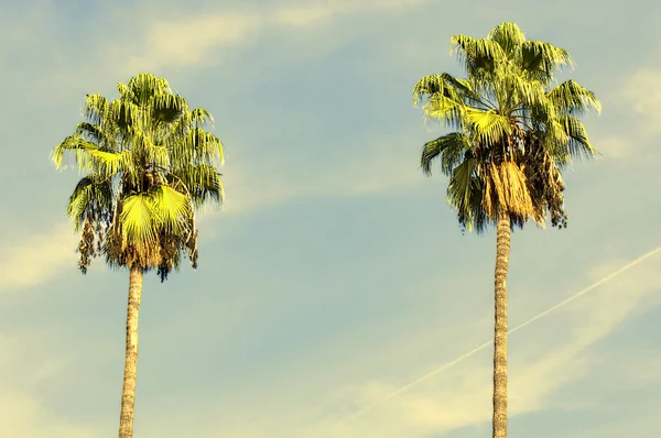 Palm Tree — Stock Photo, Image