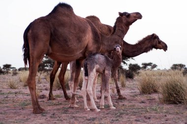 Anne ve bebek develer Batı Sahara çölünde