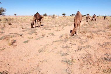 Batı Sahara Çölü 'nde bir devedir.