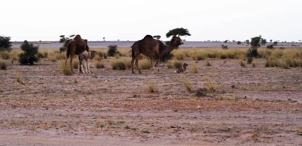 Chameaux Dans Désert Sahara Occidental — Photo