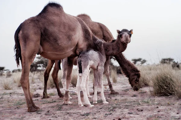 Kamelen Westelijke Sahara Woestijn — Stockfoto