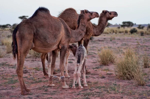 Μητέρα Και Καμήλες Μωρό Στη Δυτική Έρημο Σαχάρα — Φωτογραφία Αρχείου