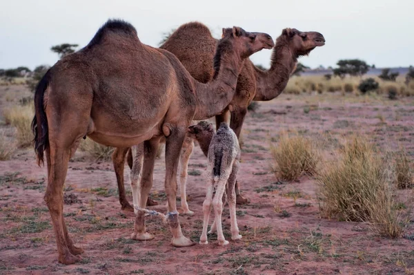 サハラ砂漠西部の母親と赤ん坊のラクダ — ストック写真