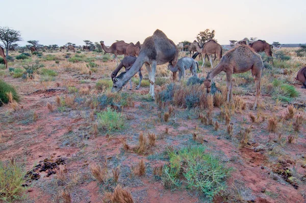 dromedary , camel, in western sahara desert