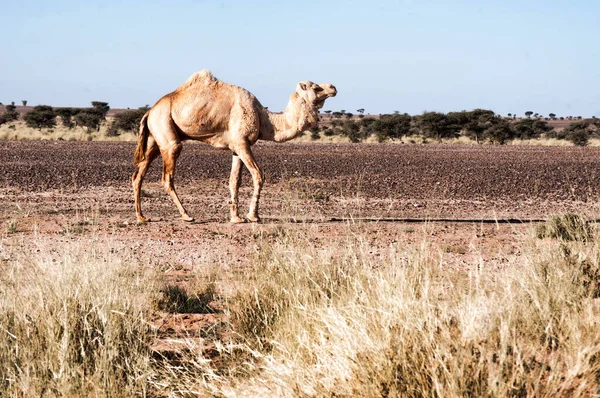 Witte Kameel Het Westen Van Sahara — Stockfoto