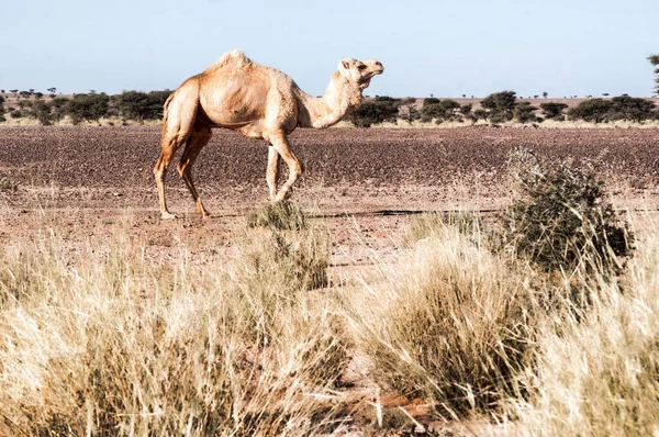 Dromedario Cammello Nel Sahara Occidentale — Foto Stock