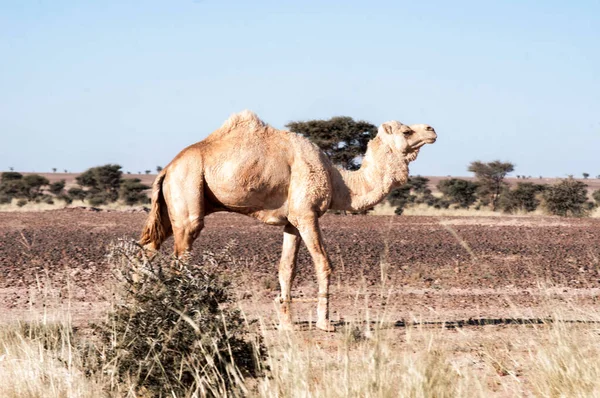 西部撒哈拉沙漠的小骆驼 — 图库照片