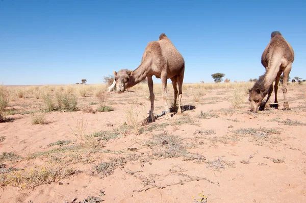Kamelen Grazen Sahara — Stockfoto