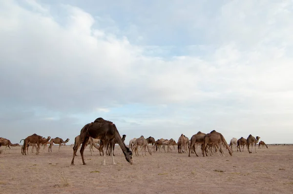 西部撒哈拉沙漠的骆驼放牧 — 图库照片