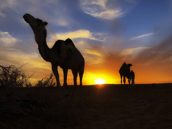 Kamel Stillt Ihr Baby Bei Sonnenuntergang Westsahara — Stockfoto