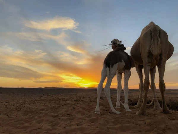 camel with her baby in western sahara at sunset
