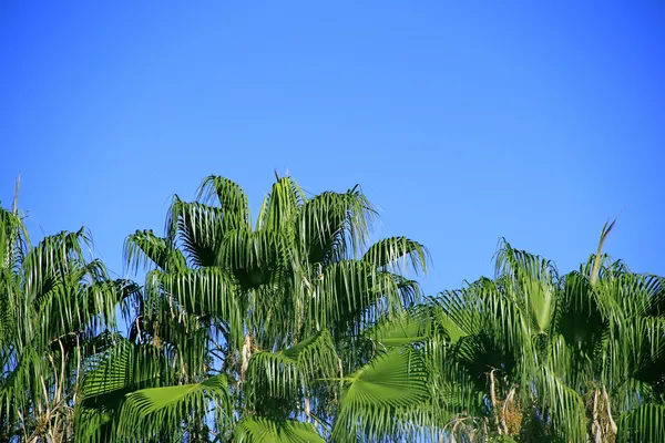 Palmas no céu azul — Fotografia de Stock