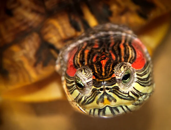 Rote Ohrenschildkröte lizenzfreie Stockfotos