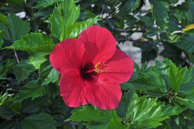 kırmızı amber çiçeği