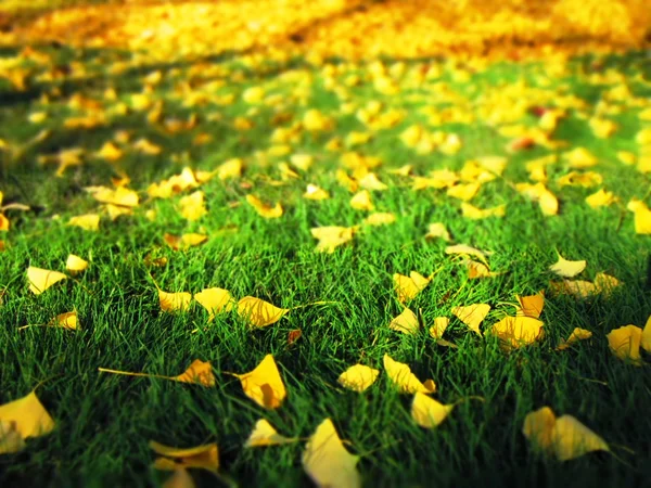 Herbst. —  Fotos de Stock