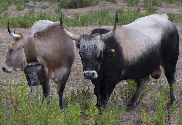 Toro y vaca — Foto de Stock