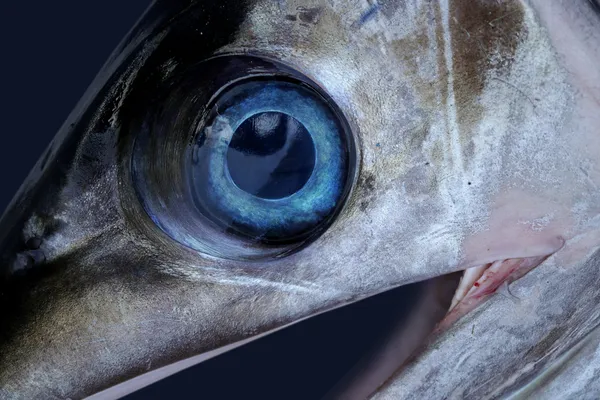 Sword fish eye — Stock Photo, Image