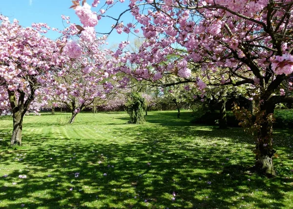 Spring Blossom, Heaton Park, Manchester United Kingdom — Stock Photo, Image