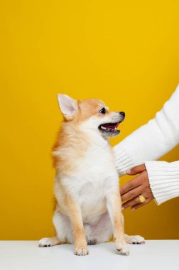 Pomeranya Spitz 'i şirin ve tüylü. Şirin, tüylü bir Pomeranya Spitz köpeğinin portresi. Patronla metin için modern parlak sarı arkaplan boşluğunda oyna