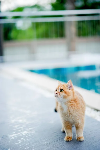 Gato Naranja Camina Por Suelo Junto Piscina Casa — Foto de Stock