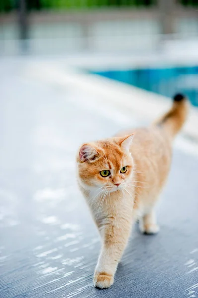 Turuncu Bir Kedi Evdeki Havuzun Yanında Yerde Yürüyor — Stok fotoğraf