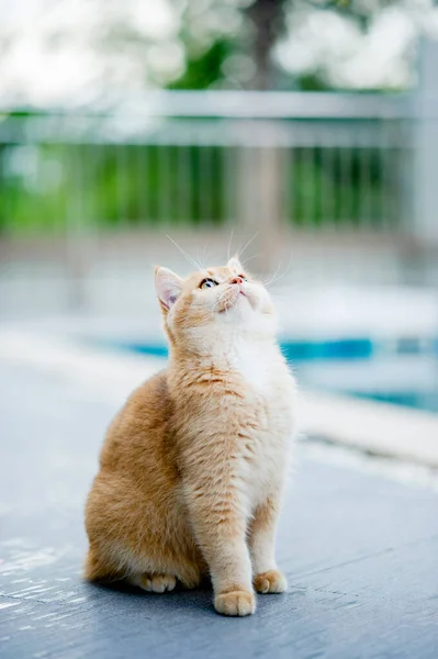 Orange Cat Walks Floor Pool Home — Stock Photo, Image